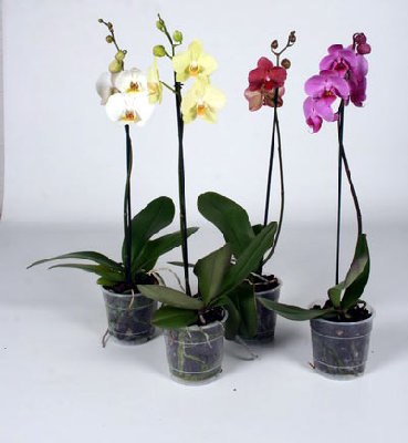 Некоторые советы по уходу за орхидеями Y0yFsnumokA